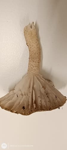 Hygrophorus pustulatus