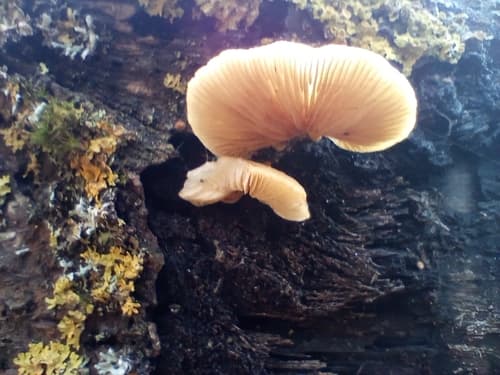 Crepidotus