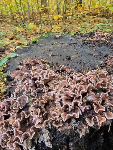 Chrząstkoskórnik purpurowy