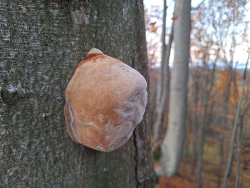 czyreń olszowy