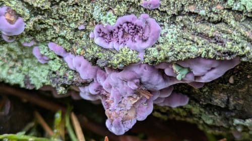 Chrząstkoskórnik purpurowy