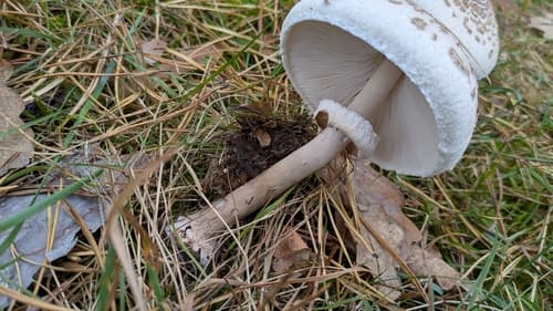 Czubajka