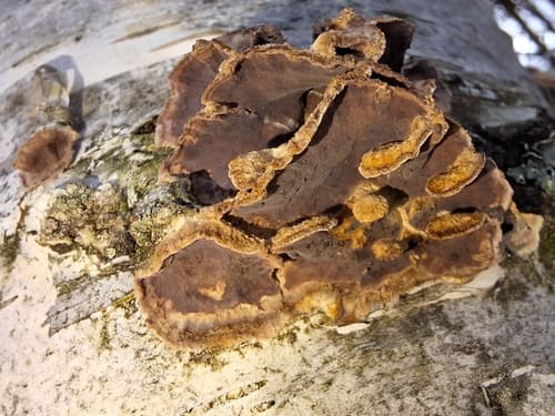 Chrząstkoskórnik purpurowy