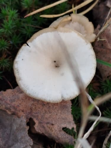 Lejkówka dusząca