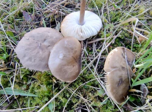 Ciemnobiałka ciemna