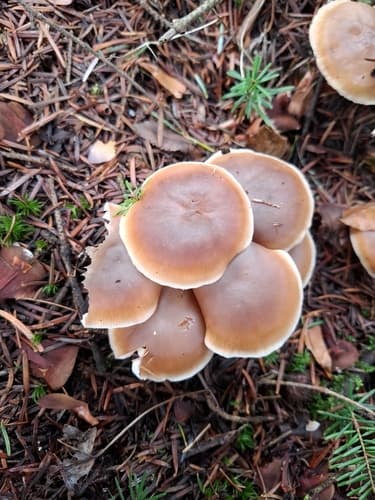 Pieczarkowce