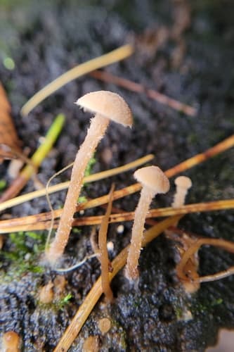 Flammulaster carpophilus