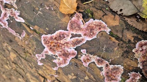 Chrząstkoskórnik purpurowy
