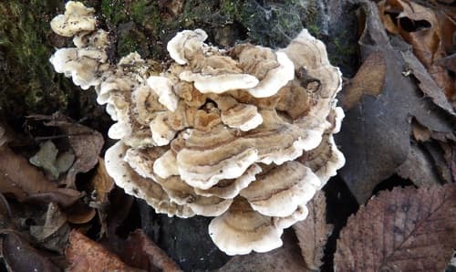 Szaroporka podpalana