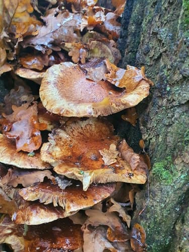 Pholiota