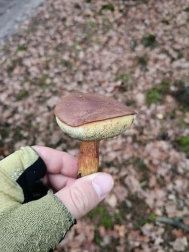 Podgrzybek brunatny