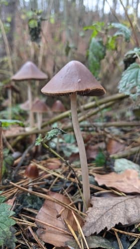 Kruchaweczka twardotrzonowa