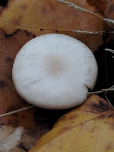 Monetnica szarobrązowa
