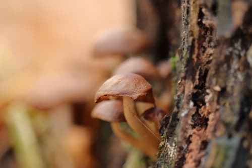 Kruchaweczka