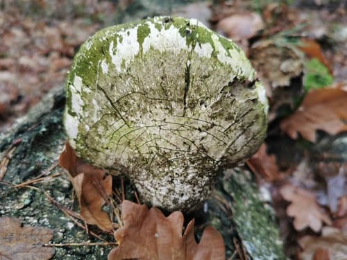 Białoporek brzozowy