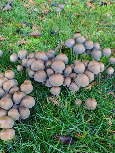 Micacei