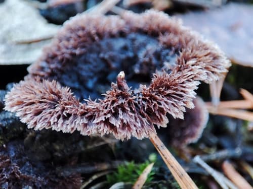 Chropiatka pospolita