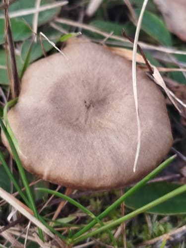 Pieczarkowce