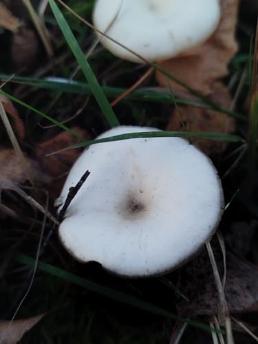 Lejkówka dusząca