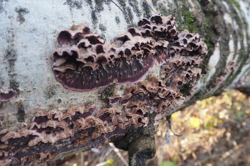 Pieczarniaki