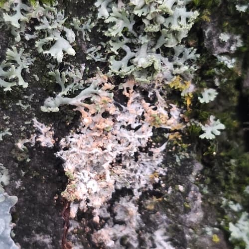 Erythricium aurantiacum