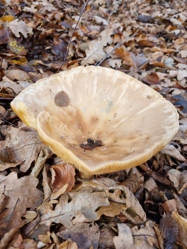 Pieczarniaki