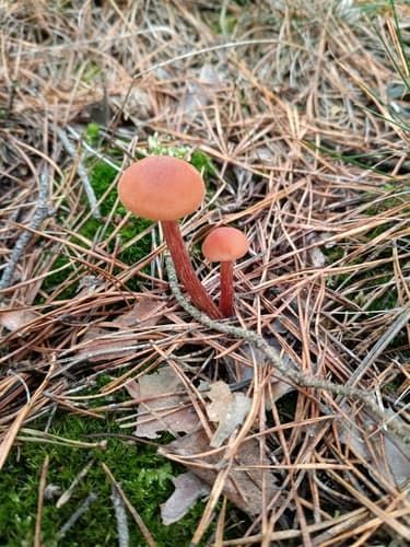 Lakówka pospolita
