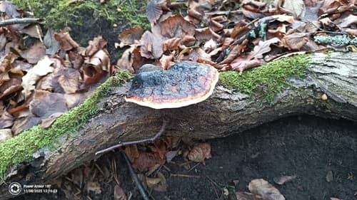 Pniarek obrzeżony