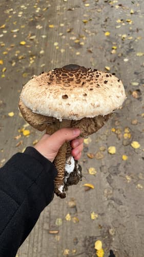 Czubajka kania
