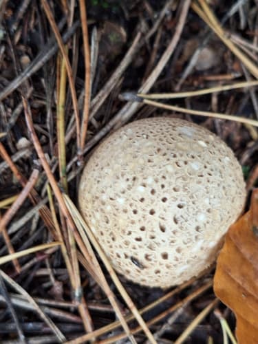 Tęgoskór cytrynowy