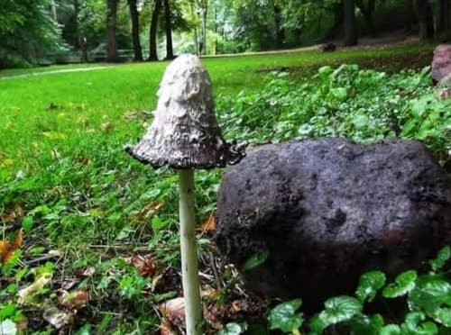 Czernidłak kołpakowaty