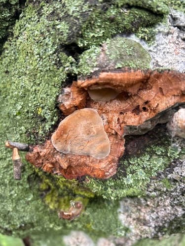 Pieczarniaki