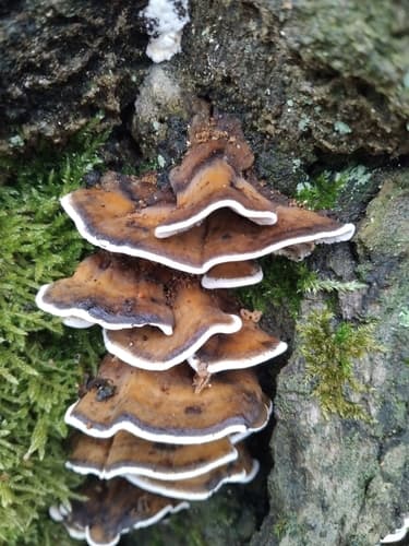 Szaroporka podpalana