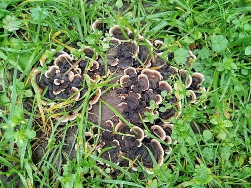 Żagwiowate