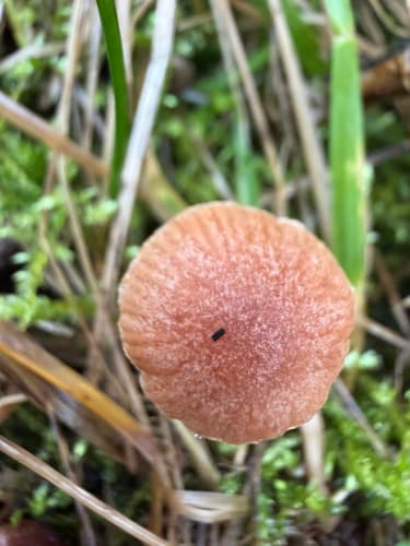 Agaricineae