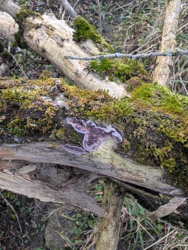 Chrząstkoskórnik purpurowy