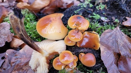 Płomiennica