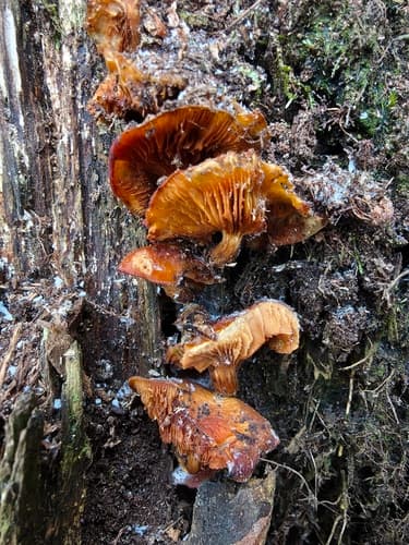 Płomiennica