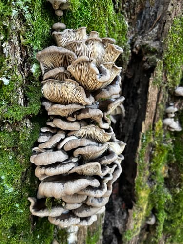 Boczniak ostrygowaty