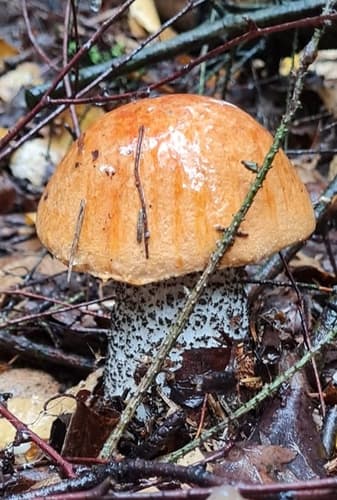koźlarz pomarańczowożółty