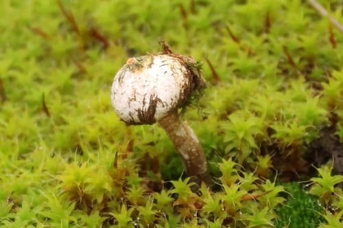 Tulostoma