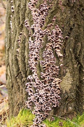 Chrząstkoskórnik purpurowy
