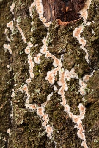 Cylindrobasidium