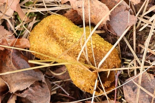 Tęgoskór cytrynowy