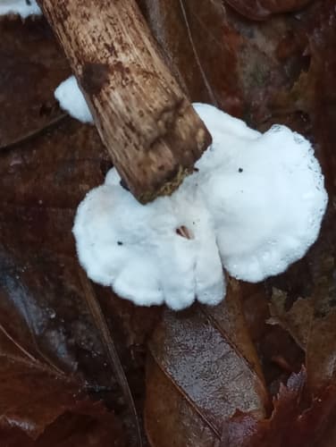 Cheimonophyllum haedinum