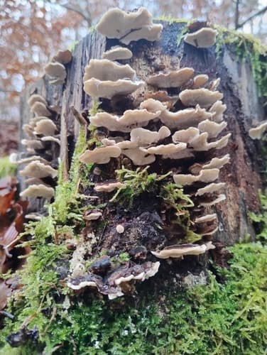 Szaroporka podpalana