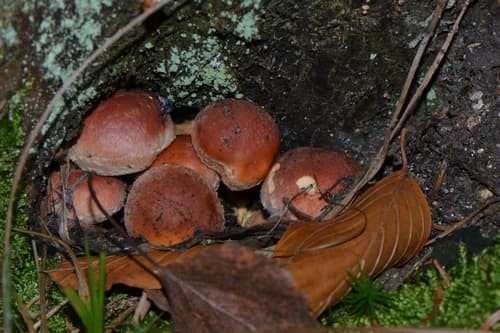 Maślanka ceglasta