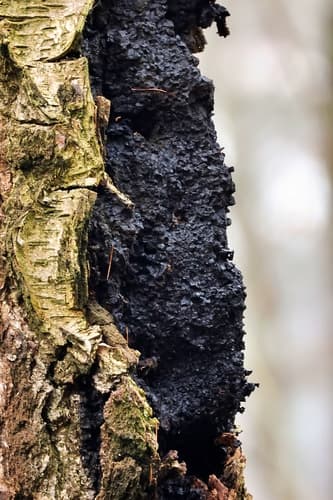 Błyskoporek podkorowy