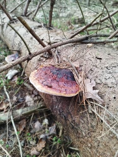 Pniarek obrzeżony