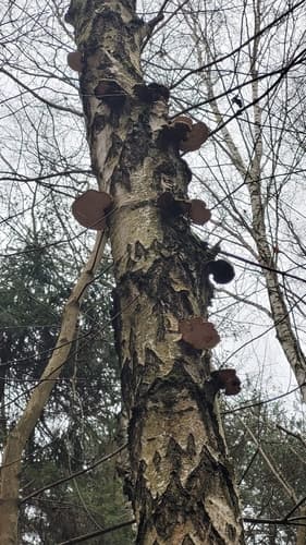 Białoporek brzozowy
